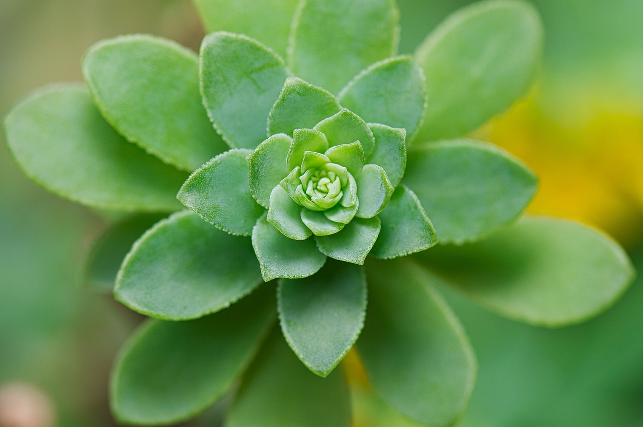 Best Plants for Low-Maintenance Garden Borders